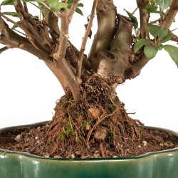 Malus everest - B5324