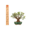 Malus everest - B5324