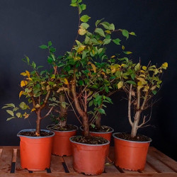 Bonsai Zero - Bosque de Olmos