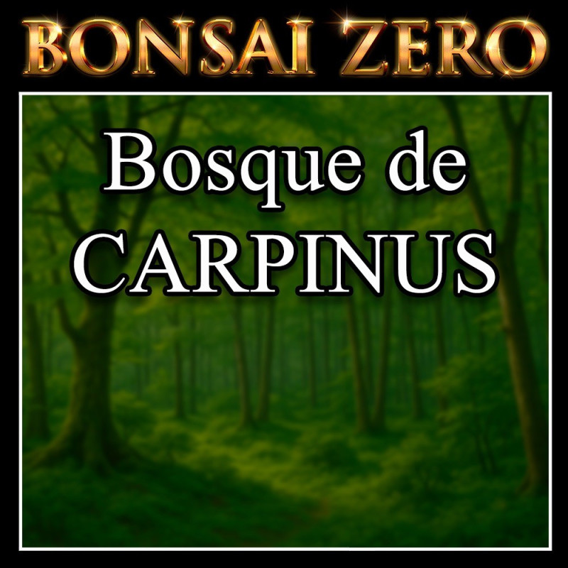 Bonsai Zero - Bosque de Carpinus