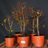 Bonsai Zero - Bosque de Carpinus