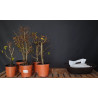 Bonsai Zero - Bosque de Carpinus