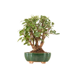 Malus everest - B5333