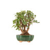 Malus everest - B5333