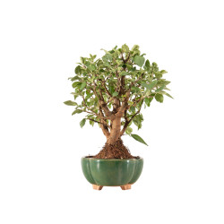 Malus everest - B5333