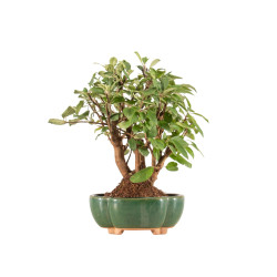 Malus everest - B5333