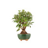 Malus everest - B5333