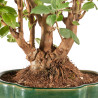 Malus everest - B5333