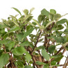 Malus everest - B5333
