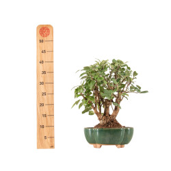 Malus everest - B5333