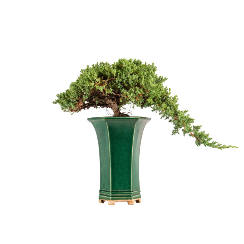 Juniperus Sonare - B5340