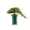 Juniperus Sonare - B5340