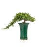 Juniperus Sonare - B5340