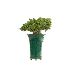 Juniperus Sonare - B5340