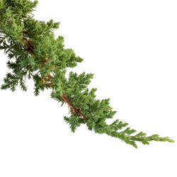 Juniperus Sonare - B5340