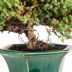 Juniperus Sonare - B5340