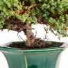 Juniperus Sonare - B5340