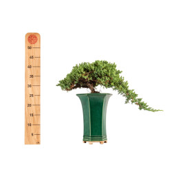 Juniperus Sonare - B5340