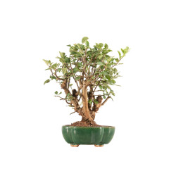 Malus everest - B5329