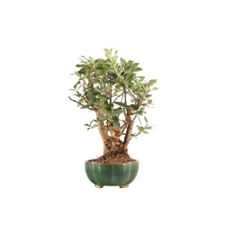 Malus everest - B5329