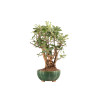 Malus everest - B5329