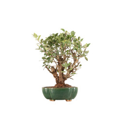 Malus everest - B5329