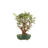 Malus everest - B5329