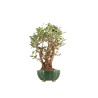 Malus everest - B5329