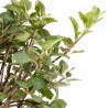 Malus everest - B5329