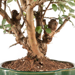 Malus everest - B5329