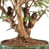 Malus everest - B5329