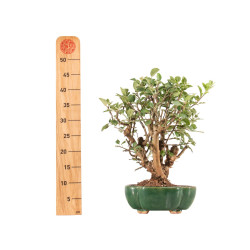 Malus everest - B5329