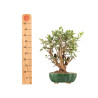 Malus everest - B5329