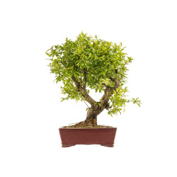 Punica granatum nejikan -...