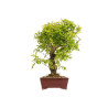 Punica granatum nejikan - B5330