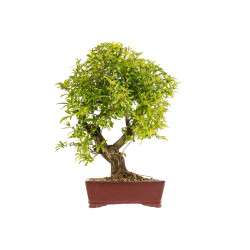 Punica granatum nejikan - B5330
