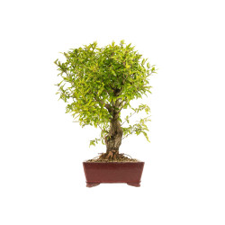 Punica granatum nejikan - B5330