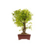 Punica granatum nejikan - B5330
