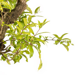 Punica granatum nejikan - B5330