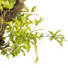 Punica granatum nejikan - B5330