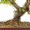 Punica granatum nejikan - B5330