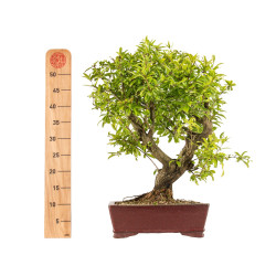 Punica granatum nejikan - B5330