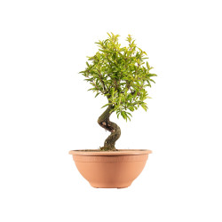Punica granatum nejikan -...