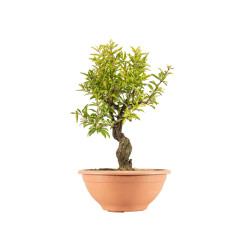 Punica granatum nejikan - B5332