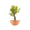 Punica granatum nejikan - B5332
