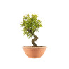 Punica granatum nejikan - B5332