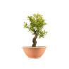 Punica granatum nejikan - B5332