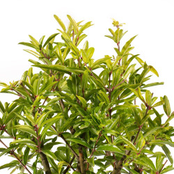 Punica granatum nejikan - B5332
