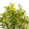 Punica granatum nejikan - B5332
