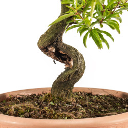 Punica granatum nejikan - B5332